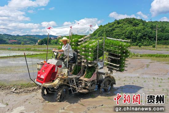 在剑河县南明大坝，农机手驾驶插秧机插秧。晏学源 摄
