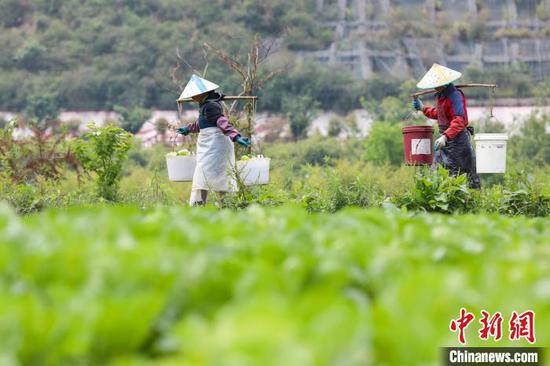农户在贵州贵定昌明镇白马村的蔬菜种植基地转运西葫芦。　瞿宏伦 摄