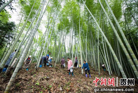天柱县坌处镇大山村村民在抚育楠竹。