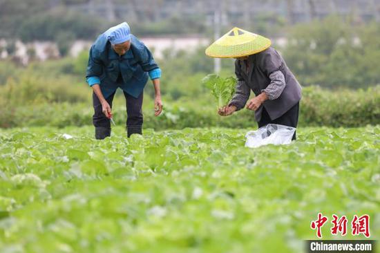 农户在贵州贵定昌明镇白马村的蔬菜种植基地收割白菜。　瞿宏伦　摄