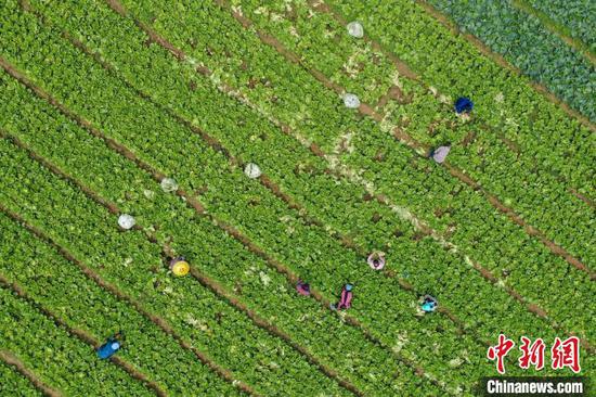 航拍农户在贵州贵定昌明镇白马村的蔬菜种植基地收割白菜。　瞿宏伦 摄
