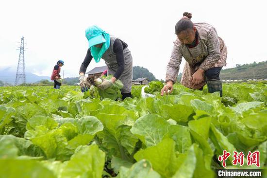 农户在贵州贵定昌明镇白马村的蔬菜种植基地收割白菜。　瞿宏伦 摄