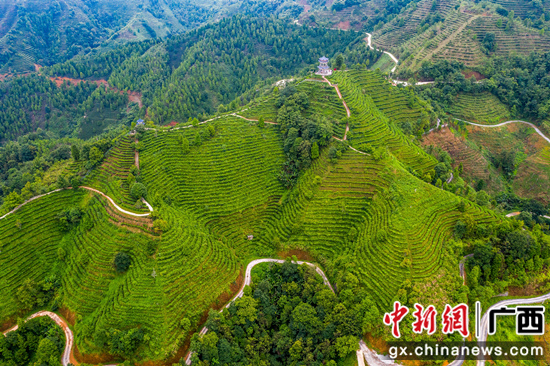 信贷支持百色民族地区特色茶产业发展 农行广西分行供图