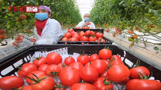 新疆霍爾果斯現代農業智能溫室采摘忙