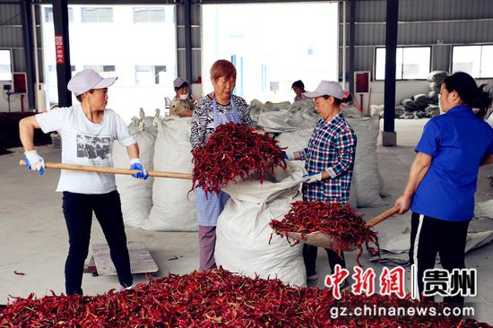 资料图：绥阳县的椒农将干辣椒装袋。 绥阳县融媒体中心供图
