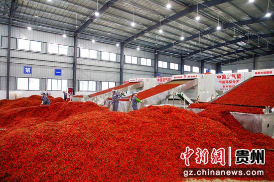 资料图：绥阳县辣椒生产车间。 绥阳县融媒体中心供图
