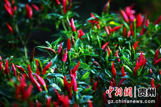 绥阳县境内种植的辣椒。 绥阳县融媒体中心供图