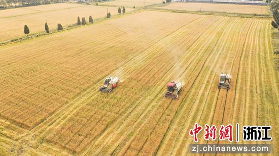 农机正在收割小麦 陆志鹏 摄