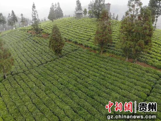贵州：截至4月底茶产量11.56万吨