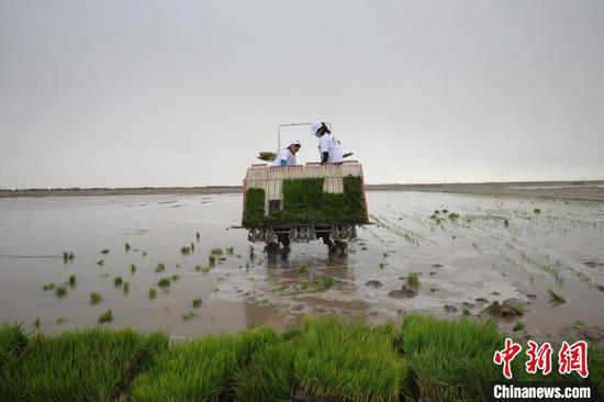 22日，在塔克拉玛干沙漠边缘的新疆岳普湖县铁热木镇喀拉托格拉克村，约500亩海水稻开始插秧。　李磊　摄