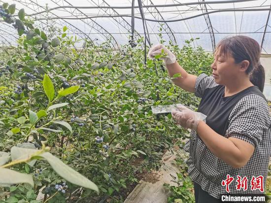 验甲宫村蓝莓种植基地内果农们忙得采摘成熟的蓝莓　天津市蓟州区统战部供图
