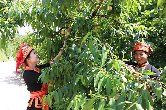 瑶族村民正在采摘油桃。文永红  摄