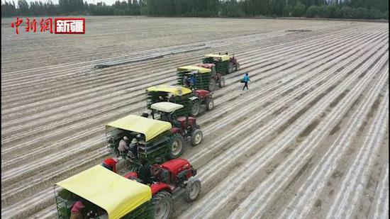 乌什县1.4万亩加工番茄机械化移栽全面展开