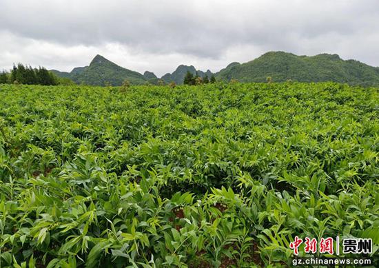 贵州织金：玉竹产业让民众增收致富