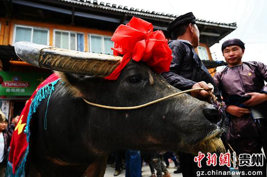 近日，盛产西瓜的贵州省榕江县栽麻镇高岜村举行了开秧仪式以及吃瓜节、烧瓜宴等活动，展示传统农耕文化。