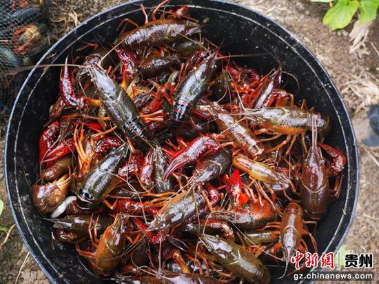 贵州织金： 小龙虾助农增收