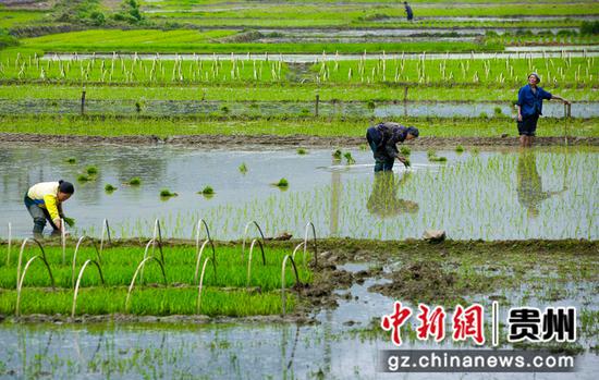 在七星关区层台镇五里桥村高标准农田内，当地农民正抢抓农时进行水稻移栽。