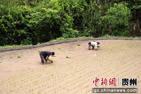 2022年5月24日，贵州省黔西市定新彝族苗族乡安乐村沙沟组，村民在田间插秧。