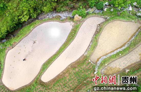 2022年5月24日，贵州省黔西市定新彝族苗族乡安乐村沙沟组，村民在田间插秧（无人机照片）。