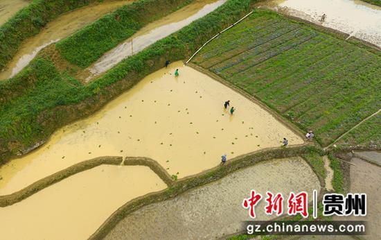 在七星关区层台镇五里桥村高标准农田内，当地农民正抢抓农时进行水稻移栽。