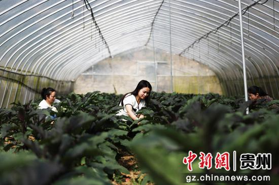 2022年5月25日，农技人员在贵州省黔西市林泉镇林泉社区种植茄子的科技智慧大棚里除草、打芽、疏花、检果。
