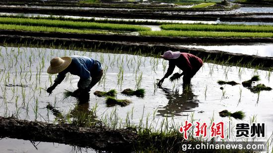 5月25日，贵州省大方县小屯乡市院社区村民在田间进行插秧作业。毛道安 摄