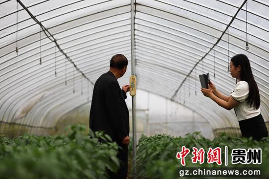 2022年5月25日，农技人员在贵州省黔西市林泉镇林泉社区种植辣椒的科技智慧大棚里观察、记录温度和湿度。