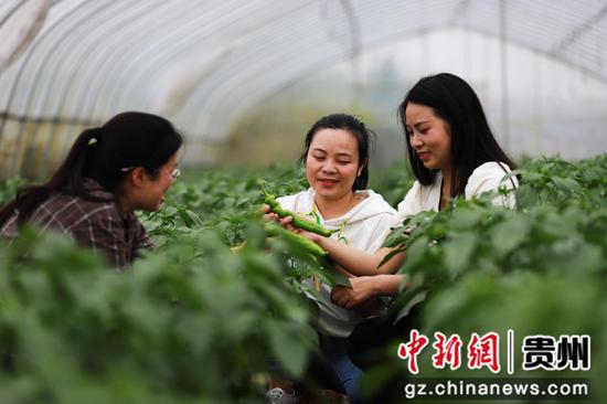 2022年5月25日，农技人员在贵州省黔西市林泉镇林泉社区种植辣椒的科技智慧大棚里观察、比较果实生长情况。