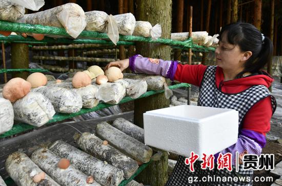 织金县自强乡支东村工人正在采摘猴头菇秦海艳 摄