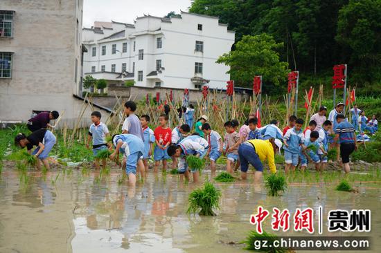 师生们在劳动教育基地插秧  吴国明 摄