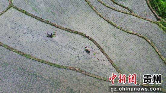 5月25日，贵州省大方县小屯乡市院社区村民在田间进行插秧作业。周训贵 摄