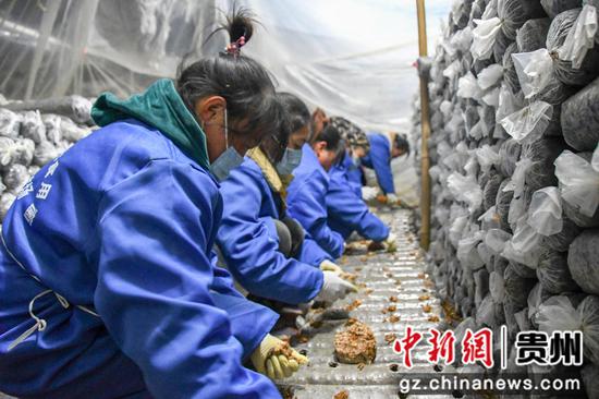 织金县后寨乡公鸡山食用菌种植基地里工人正在接种。秦海艳 摄