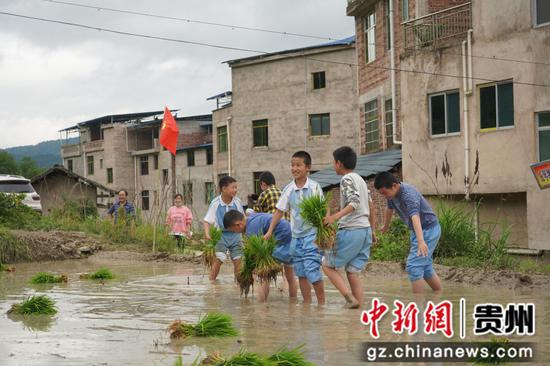 学生们在劳动教育基地插秧 吴国明 摄