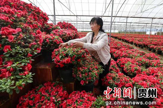 资料图：贵州桐梓“花卉经济”助力乡村振兴。