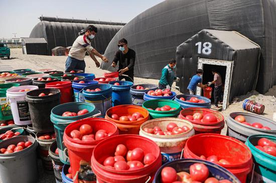 村民在新疆盛世华强农业科技有限公司温室大棚拉运采摘的西红柿。