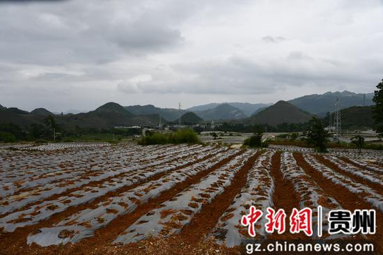 贵州织金：打造千亩辣椒基地助农增收