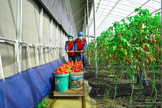 党员服务队队员在新疆盛世华强农业科技有限公司温室大棚帮助采摘拉运成熟的西红柿。