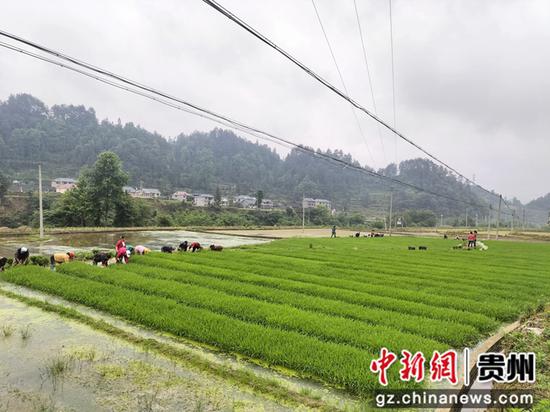 群众正在杂稻制种基地扯秧苗   朱永辉 摄