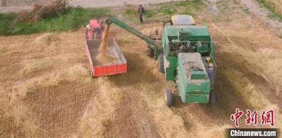 新疆喀什地区逾340万亩小麦陆续开镰收割。　热孜万古　摄