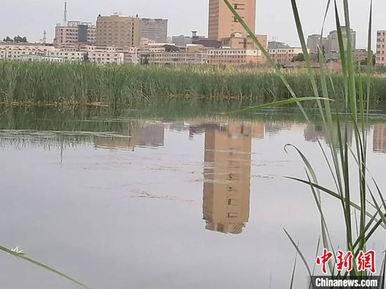 雨后的喀什市北湖湿地。　朱景朝　摄