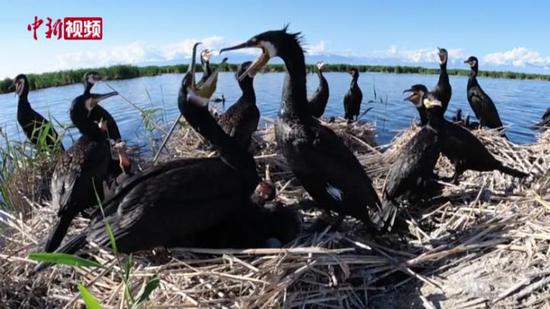 新疆博斯騰湖鳥類進入育雛期 上萬雛鳥破殼學本領