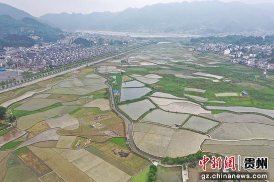 大龙村5000亩稻田。