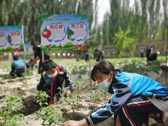尉犁县四小孩子们在哈达墩村中华文化园内体验种植蔬菜的快乐（王丽娜 摄）