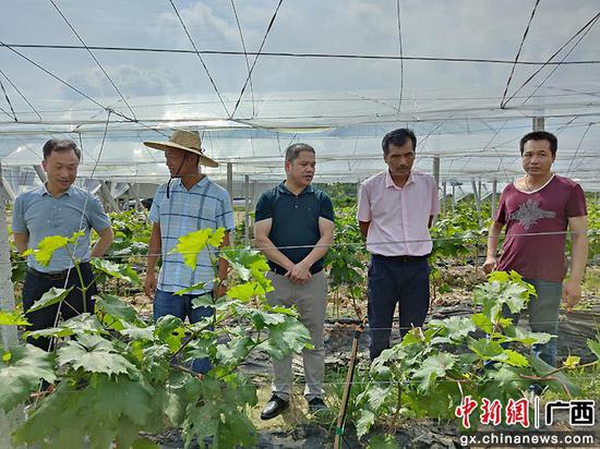 金秀县农业农村局一行到广东种成农业科技有限公司考察种植业。邹玉芳  摄