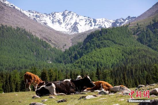 綠草茵茵牛羊成群 新疆巴里坤草原進入最美季節