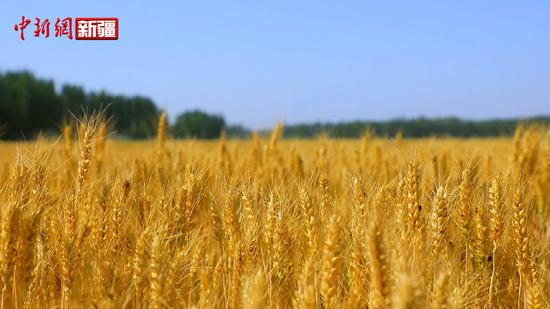 新疆莎车县近70万亩冬小麦开镰收割