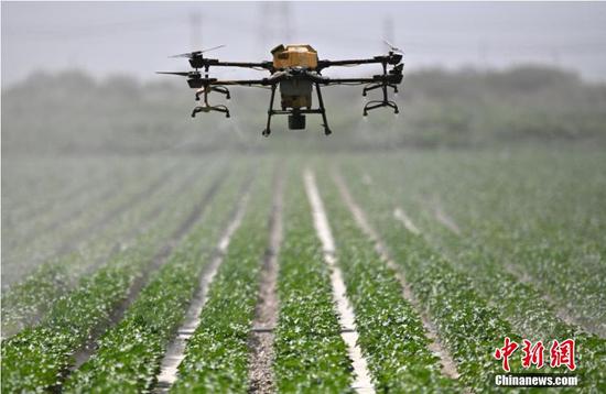 新疆棉農用無人機等現代設備管理棉田