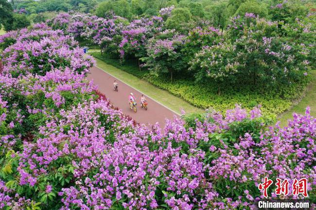 廣西南寧紫薇盛開滿城花