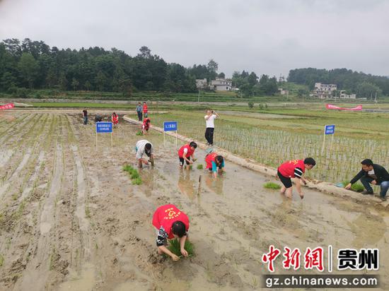 金沙：农机人员全程服务 水稻机插秧节本增效