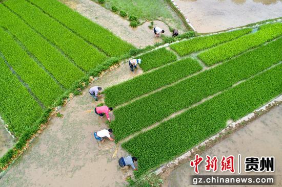 2022年6月6日，贵州省黔西市洪水镇解放村，村民在秧田里起稻秧（无人机照片）。